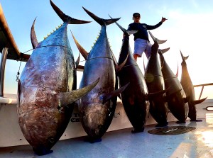 A row of large tuna lined up on the rail of a San Diego long-range boat