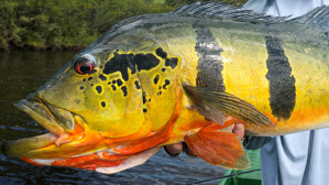 Trophy Peacock Bass caught on a light travel rod in the Amazon