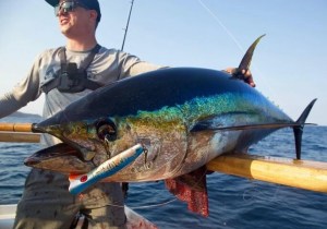 Stickbait hooked in the mouth of a tuna caught on a Hamachi XOS GT'n'Doggie Expedition 8'2 PE8-13 on a SoCal long-range boat