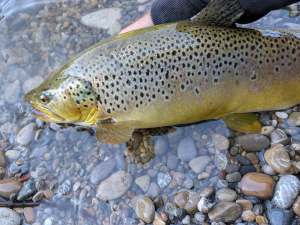 Brown trout caught on a light travel spinning rod in Zurich, Switzerland