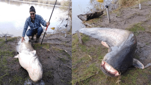 Giant Wels Catfish caught in Germany on a Hamachi XOS GT'n'Doggie Expedition rod