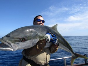 Yellowtail Kingfish caught on a Hamachi Nano Xylimum Xtreme rod at the Three Kings Islands, New Zealand